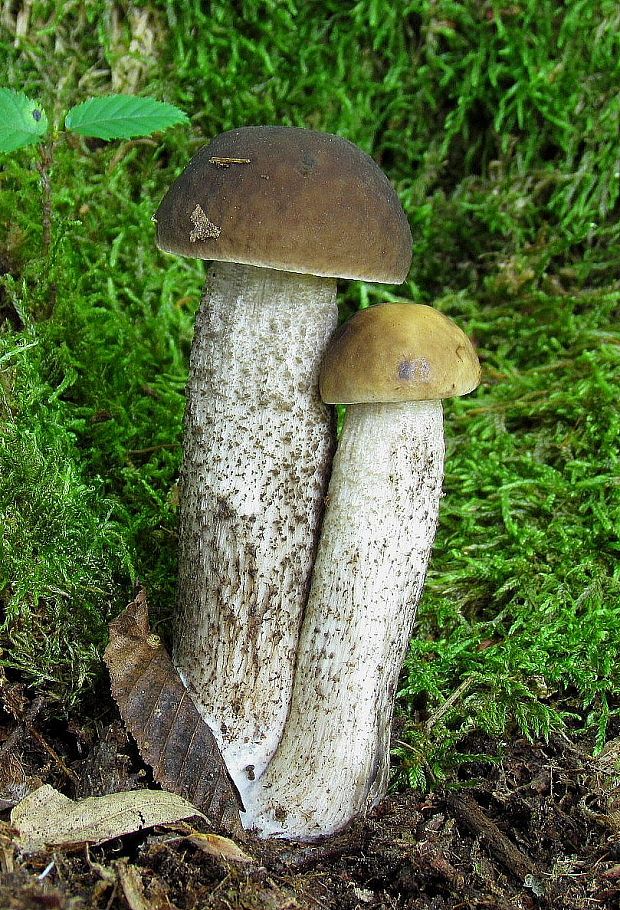 kozák hrabový Leccinum pseudoscabrum (Kallenb.) Šutara