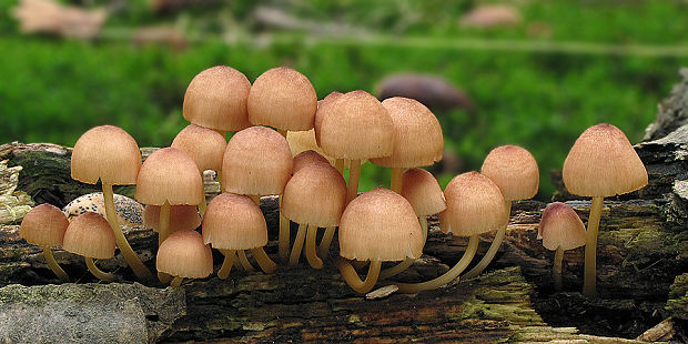 prilbička žltohlúbiková Mycena renati Quél.