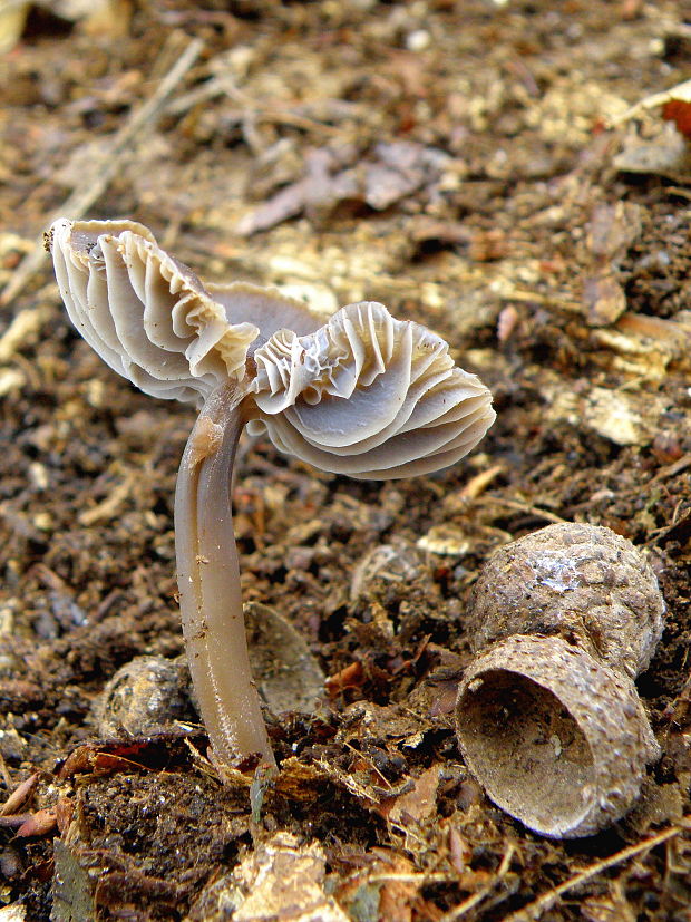 prilbička Mycena sp.