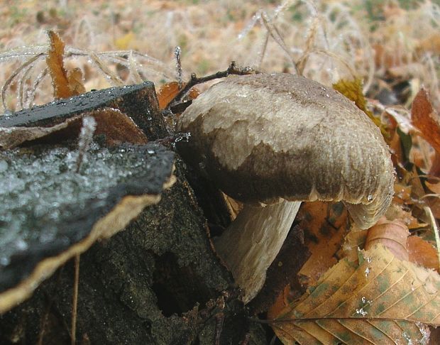 štítovka jelenia Pluteus cervinus (Schaeff.) P. Kumm.