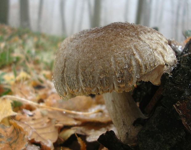 štítovka jelenia Pluteus cervinus (Schaeff.) P. Kumm.