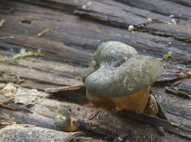 pňovka neskorá Sarcomyxa serotina (Pers.) P. Karst.