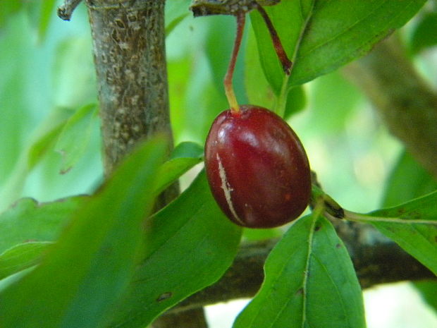 drieň obyčajný Cornus mas L.