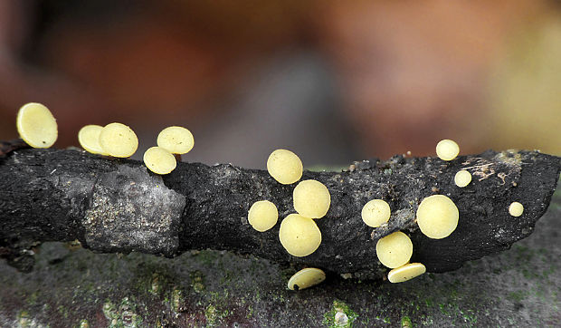 čiašočka Hymenoscyphus sp.