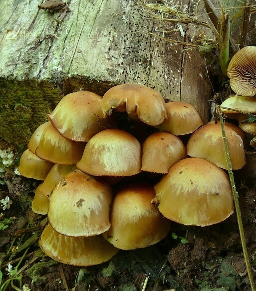 opeňka měnlivá - Šupinačka menlivá Kuehneromyces mutabilis  (Schaeff.) Singer & A.H. Sm.