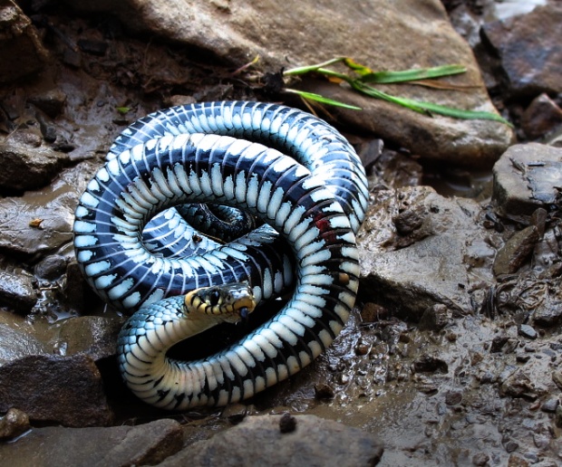 užovka obojková Natrix natrix