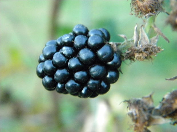 ostružina černicová Rubus fruticusus aag.