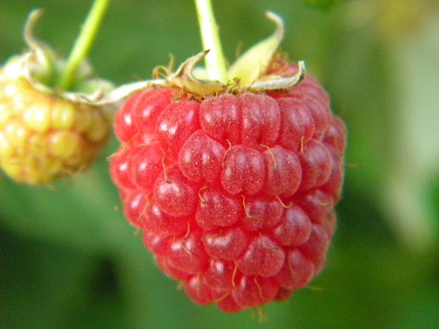 ostružina malinová Rubus idaeus L.