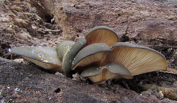 pňovka neskorá Sarcomyxa serotina (Pers.) P. Karst.