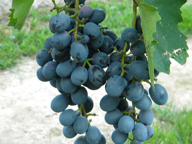 vinič hroznorodý Vitis vinifera