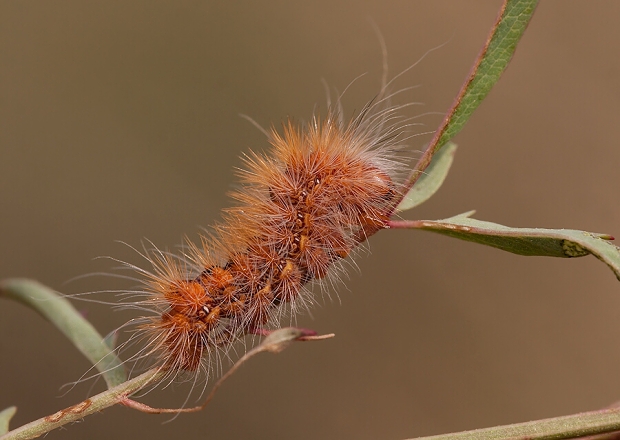 mramorovka rakytová Acronicta auricoma