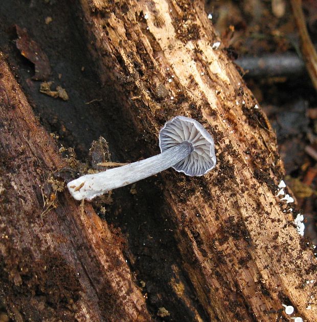 hodvábnica Entoloma sp.