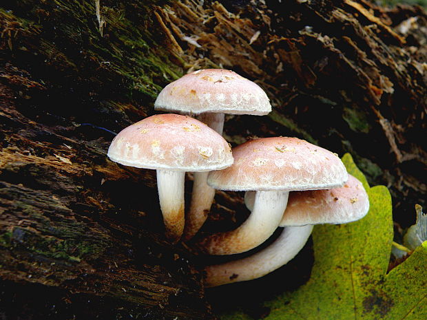 strapcovka tehlovočervená Hypholoma lateritium (Schaeff.) P. Kumm.