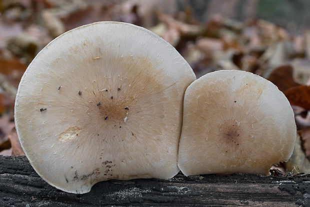 šupinovka hlinovookrová Pholiota lenta (Pers.) Singer