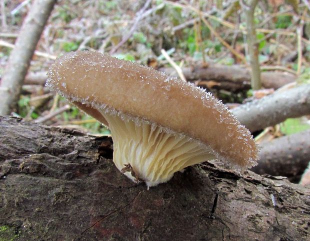 hliva ustricovitá Pleurotus ostreatus (Jacq.) P. Kumm.