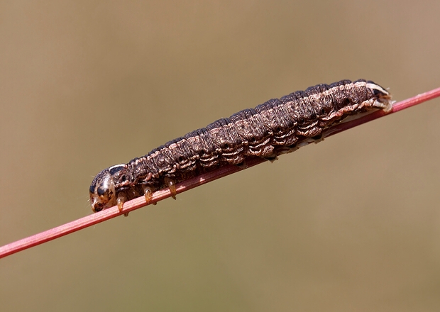 mora  Tholera sp.