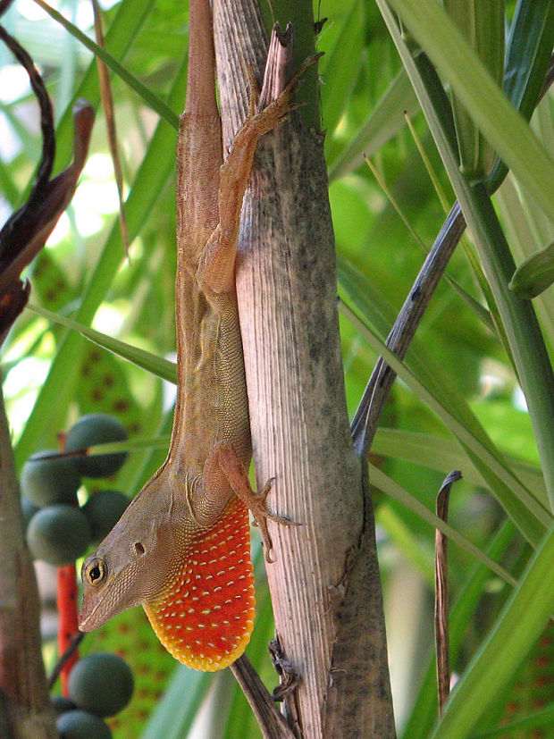 anolis Anolis sp.