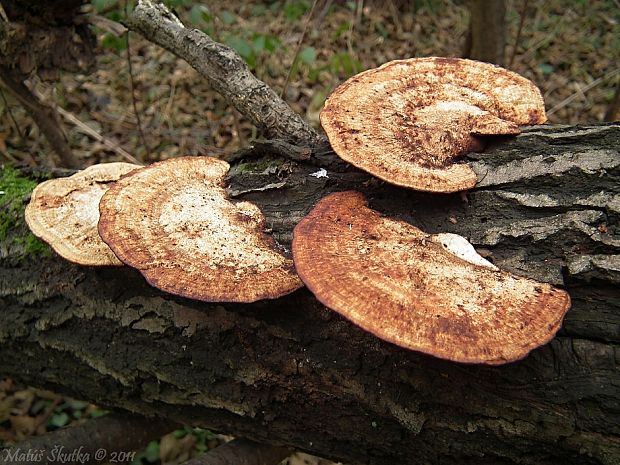 sieťkovček červenkastý Daedaleopsis confragosa (Bolton) J. Schröt.