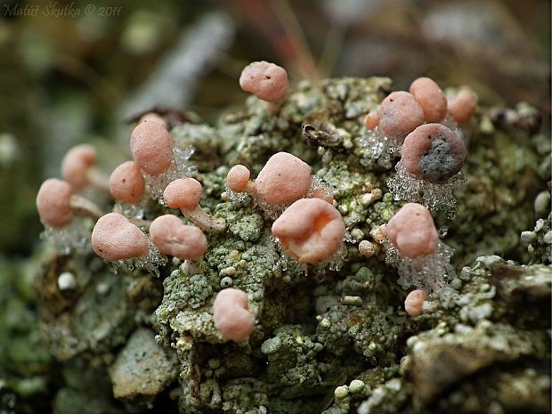 malohubka ružová Dibaeis baeomyces (L. f.) Rambold et Hertel