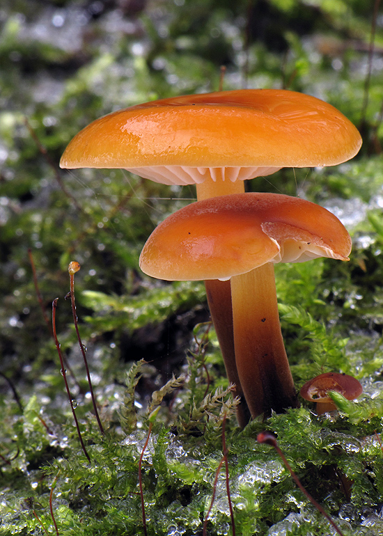 plamienka Flammulina sp.