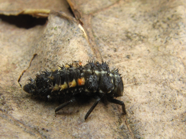 lienka Harmonia quadripunctata