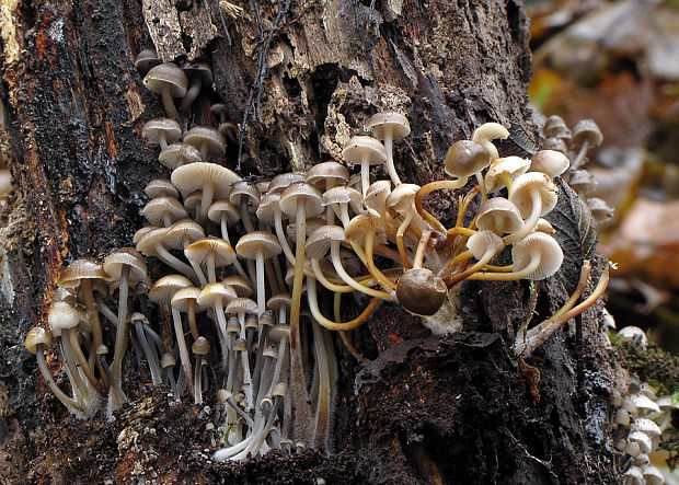 prilbička Mycena sp.