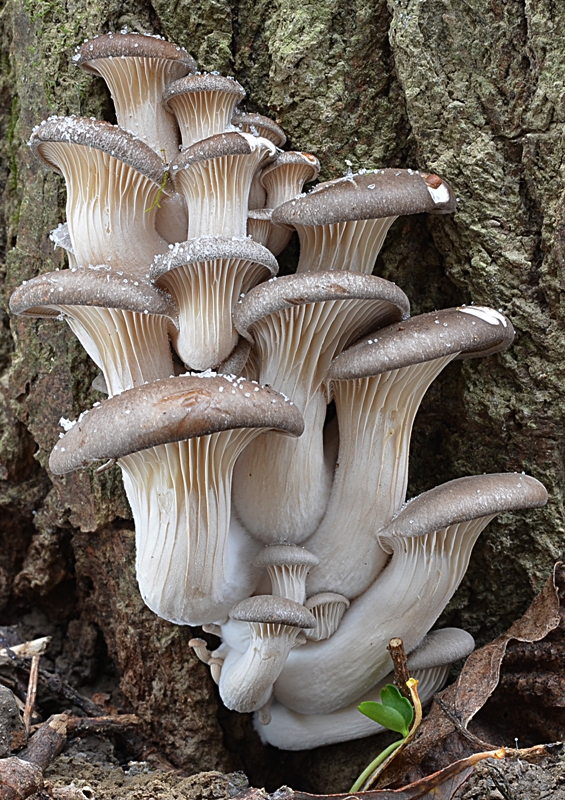 hliva ustricovitá Pleurotus ostreatus (Jacq.) P. Kumm.