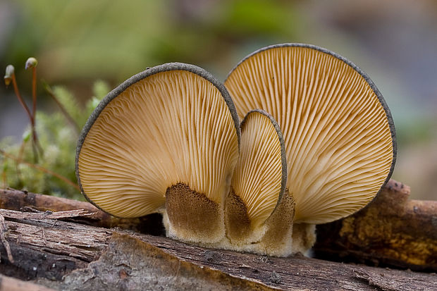 pňovka neskorá Sarcomyxa serotina (Pers.) P. Karst.