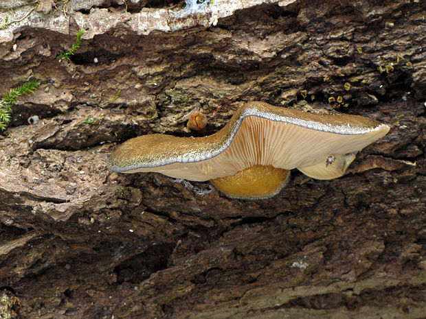 pňovka neskorá Sarcomyxa serotina (Pers.) P. Karst.