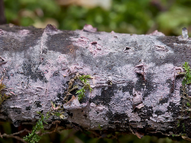 voskovica ružovofialová Tulasnella violea (Quél.) Bourdot & Galzin