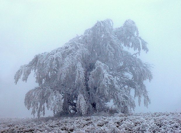 osuhlina ... na stromoch pri ceste z Kykuly na Machnáč