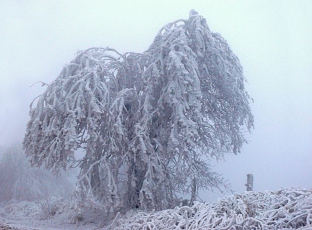 osuheľ ... na stromoch pri ceste z Kykuly na Machnáč