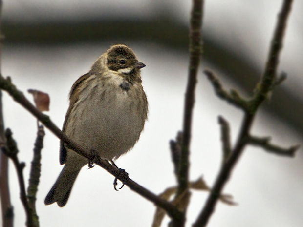 strnádka trsťová Emberiza schoeniclus