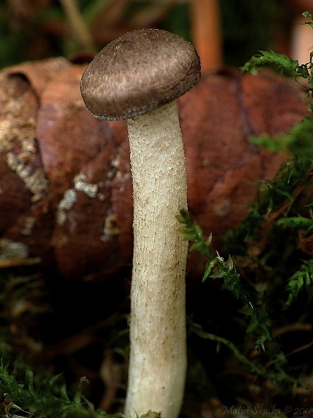 šťavnačka bodkovaná Hygrophorus pustulatus (Pers.) Fr.