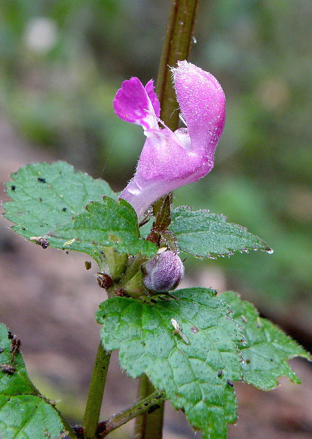 hluchavka škvrnitá Lamium maculatum L.