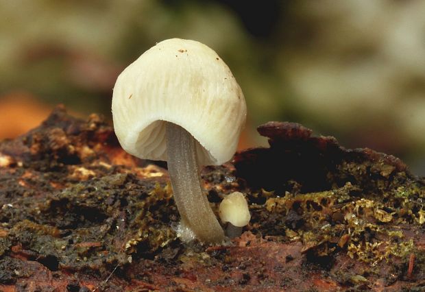 prilbička Mycena sp.