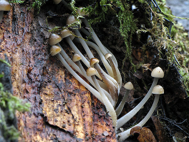 prilbička Mycena sp.