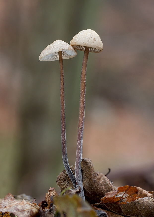 tanečnica cesnaková Mycetinis alliaceus (Jacq.) Earle ex A.W. Wilson & Desjardin