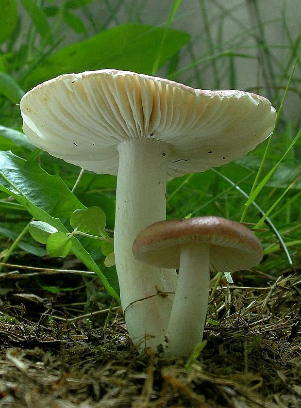 plávka Russula sp.