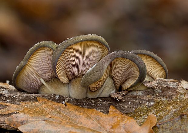 pňovka neskorá Sarcomyxa serotina (Pers.) P. Karst.