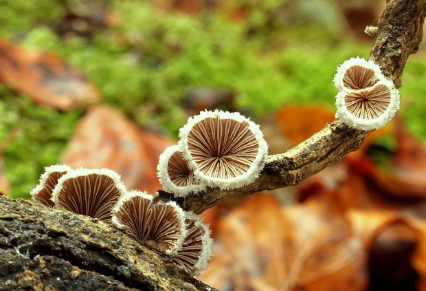 klanolupeňovka obyčajná Schizophyllum commune Fr.