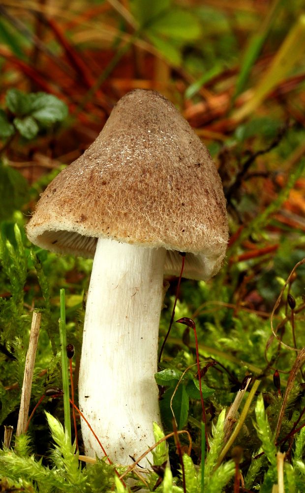 čírovka zemná Tricholoma terreum (Schaeff.) P. Kumm.