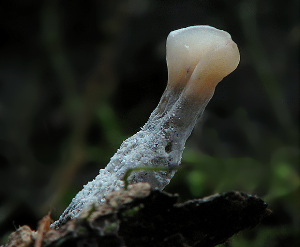 drevnatec parohatý Xylaria hypoxylon (L.) Grev.