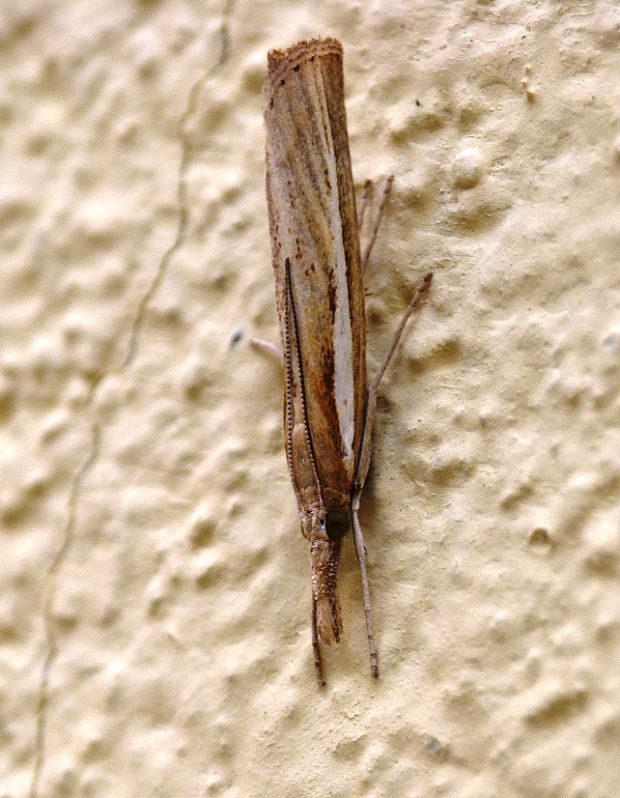 trávovec trávový Agriphila tristella