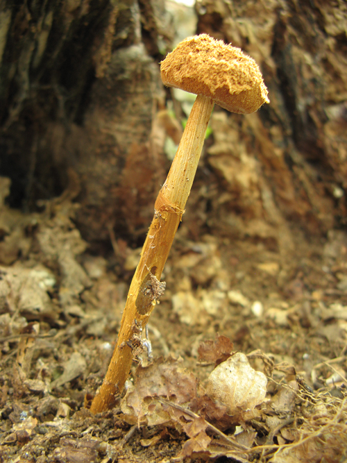 piesočnatka hadovkovitá Battarrea phalloides (Dicks.) Pers.