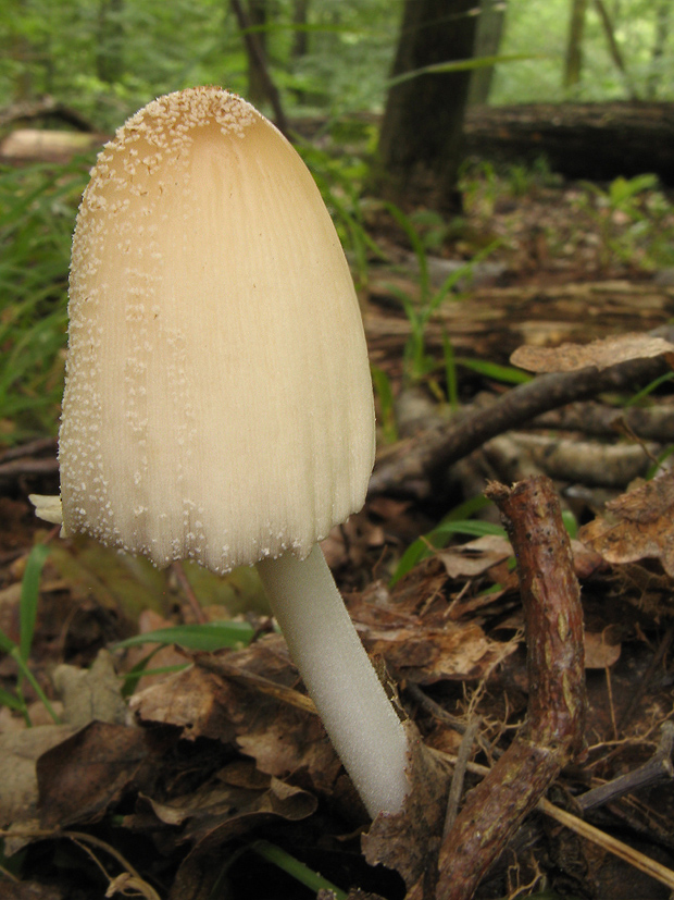 hnojník lúčový ? Coprinellus radians (Desm.) Vilgalys, Hopple & Jacq. Johnson