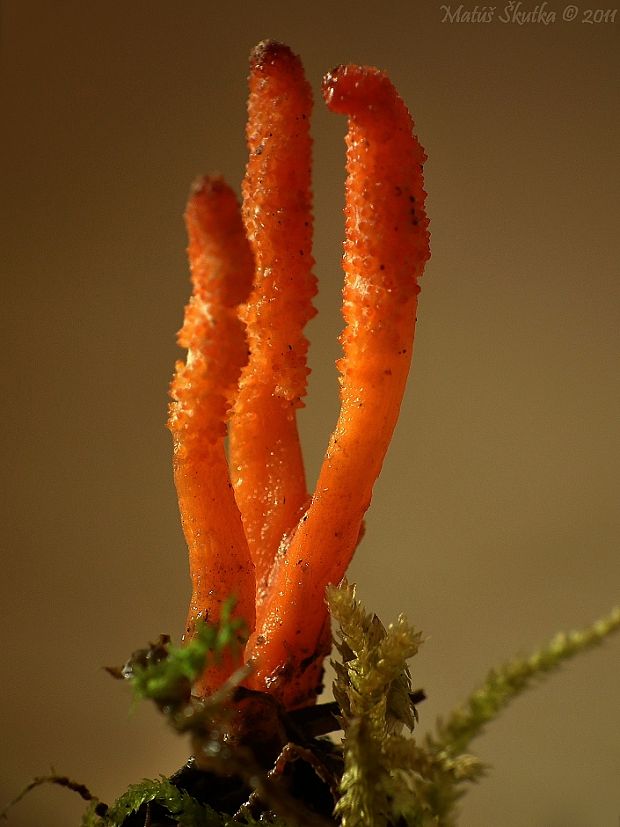 žezlovka hmyzová Cordyceps militaris (Fr.) Link