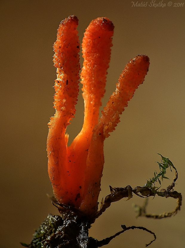 žezlovka hmyzová Cordyceps militaris (Fr.) Link