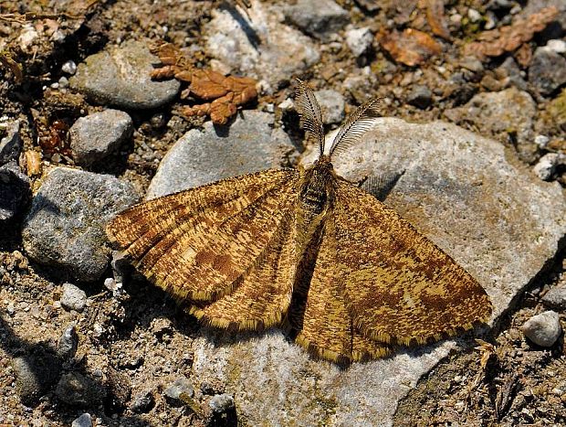 piadivka vresová Ematurga atomaria