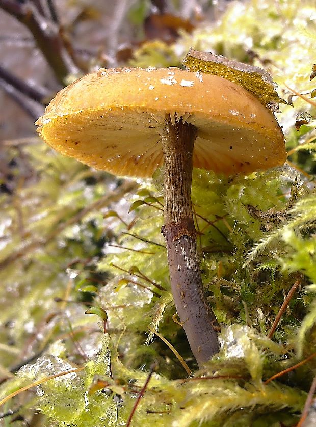 kapucňovka okrovohnedastá Galerina marginata (Batsch) Kühner